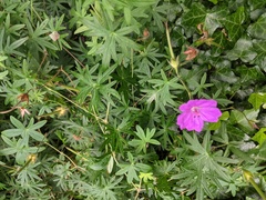 Geranium sanguineum