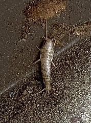 Lepisma