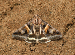 Drasteria grandirena