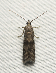 Eurythmia angulella