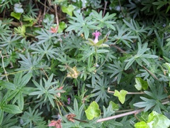 Geranium sanguineum