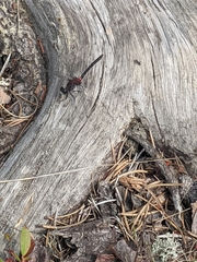 Leucorrhinia glacialis