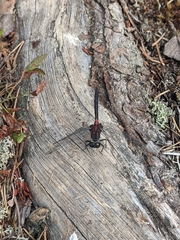 Leucorrhinia glacialis