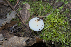 Hygrophorus
