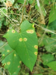 Puccinia convolvuli