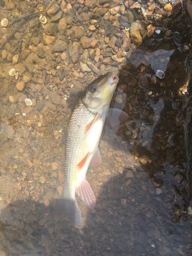 Moxostoma collapsum