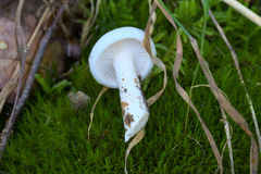 Hygrophorus