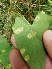 Puccinia convolvuli