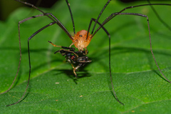 Leiobunum politum