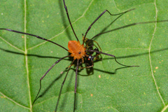 Leiobunum politum