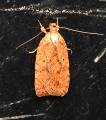 Agonopterix robiniella