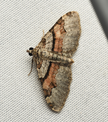 Xanthorhoe labradorensis