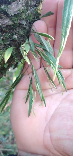 Pleurothallis pruinosa, photograph 4