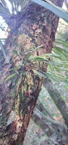 Pleurothallis pruinosa, photograph 5