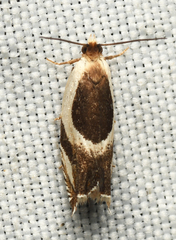 Ancylis semiovana