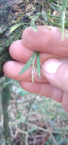 Pleurothallis pruinosa, photograph 6