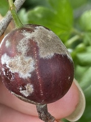 Podosphaera mors-uvae