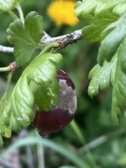 Podosphaera mors-uvae