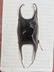 Psammobatis scobina