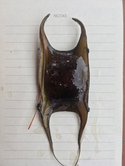 Psammobatis scobina