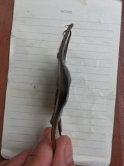 Psammobatis scobina