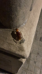 Periplaneta americana