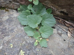 Asarina procumbens