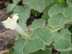 Asarina procumbens