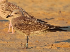 Ichthyaetus audouinii