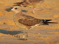 Ichthyaetus audouinii