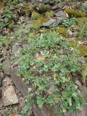 Asarina procumbens