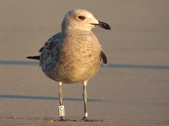 Ichthyaetus audouinii