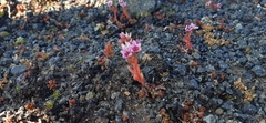 Sedum villosum