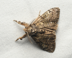 Dasychira plagiata