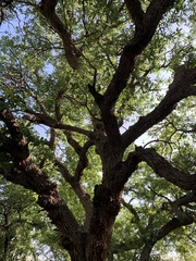 Quercus oblongifolia