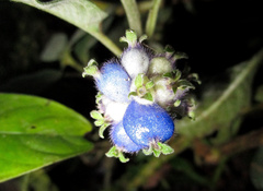 Coccocypselum lanceolatum