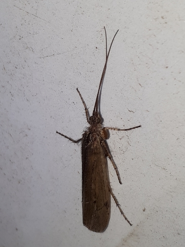 Limnephilus affinis