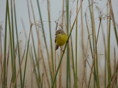 Pseudocolopteryx flaviventris