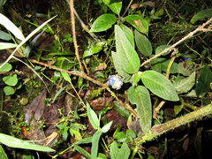 Coccocypselum lanceolatum