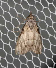 Nola pleurochorda
