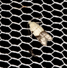 Tracholena sulfurosa