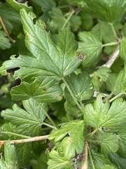 Podosphaera mors-uvae