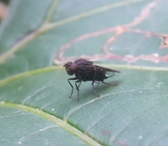Dichaeta caudata