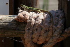 Podarcis siculus siculus