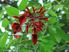 Erythrina crista-galli