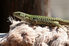 Podarcis siculus siculus