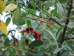 Erythrina crista-galli