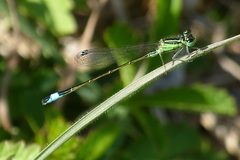 Ischnura genei