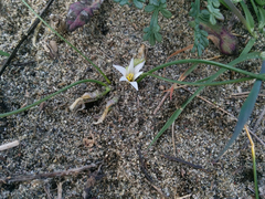Romulea columnae