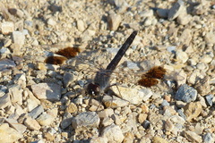 Brachythemis impartita
